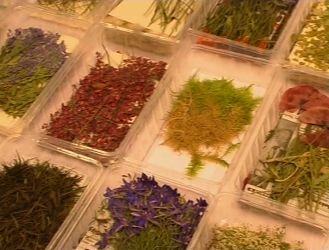 Die Alpenblumen und Gräser werden von mir gepflückt und sorgfältig gepresst.